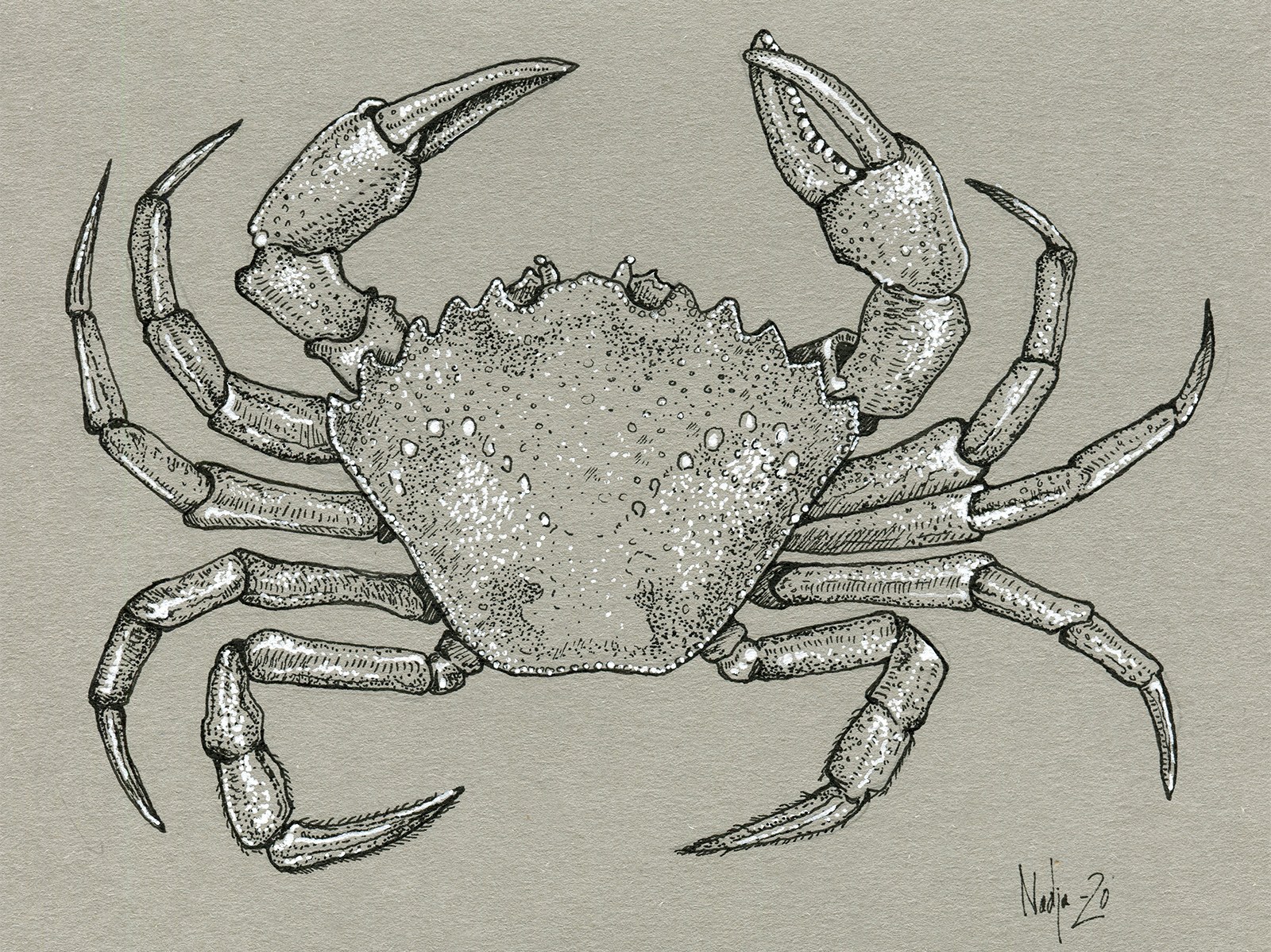 Crab, mustekynäpiirustus, Nadja Mikkilä, 2020