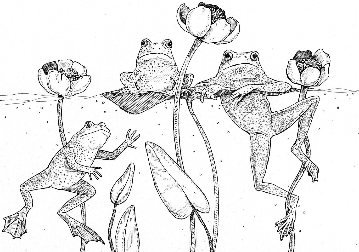 Frogs, mustekynäpiirustus, Nadja Mikkilä, 2017