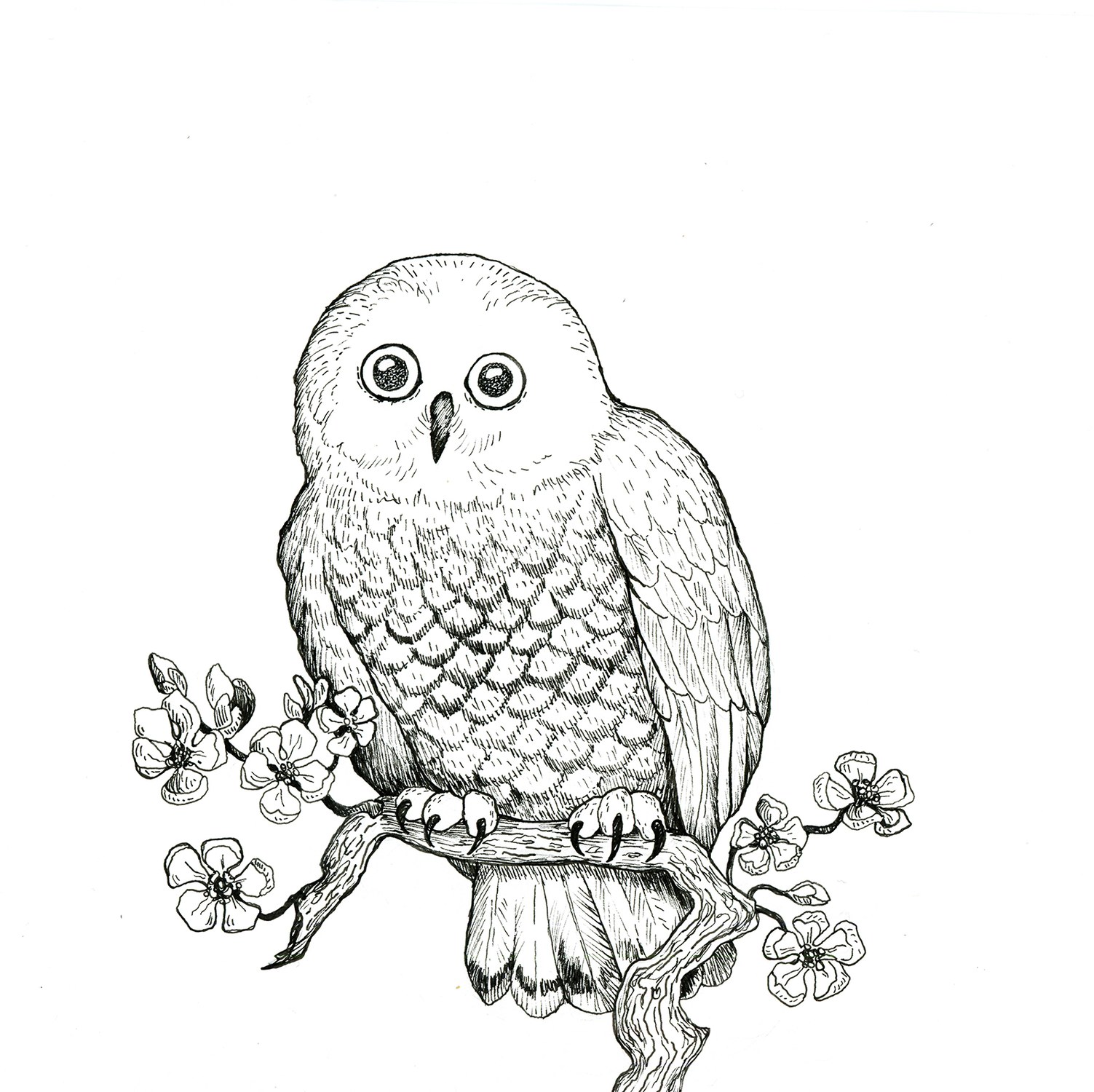 Owl, mustekynäpiirustus, Nadja Mikkilä, 2021