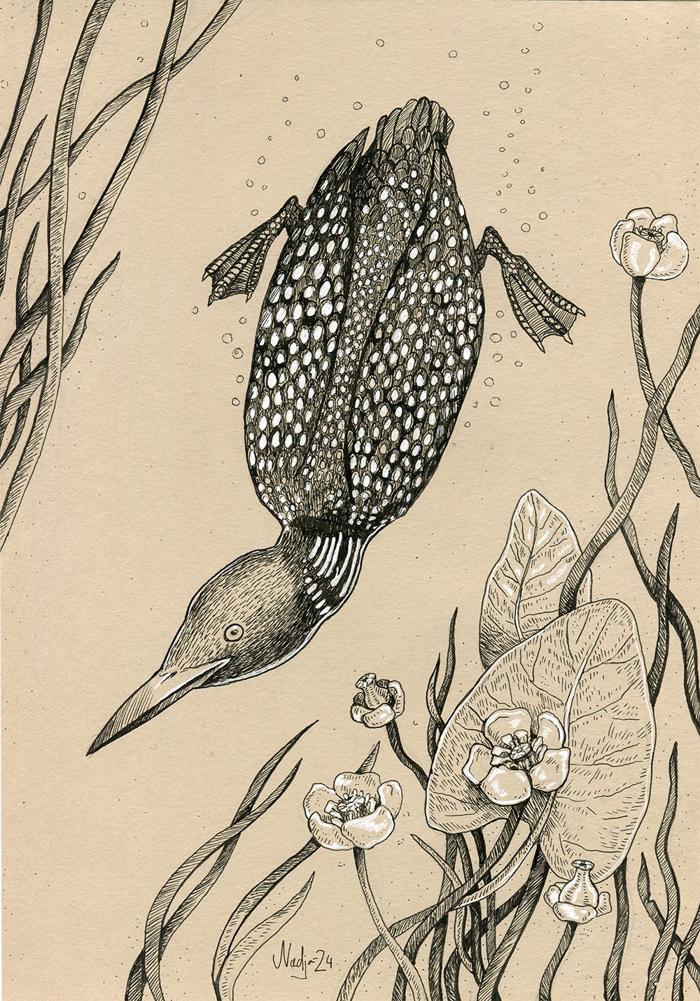 Loon, mustekynäpiirustus, Nadja Mikkilä, 2024