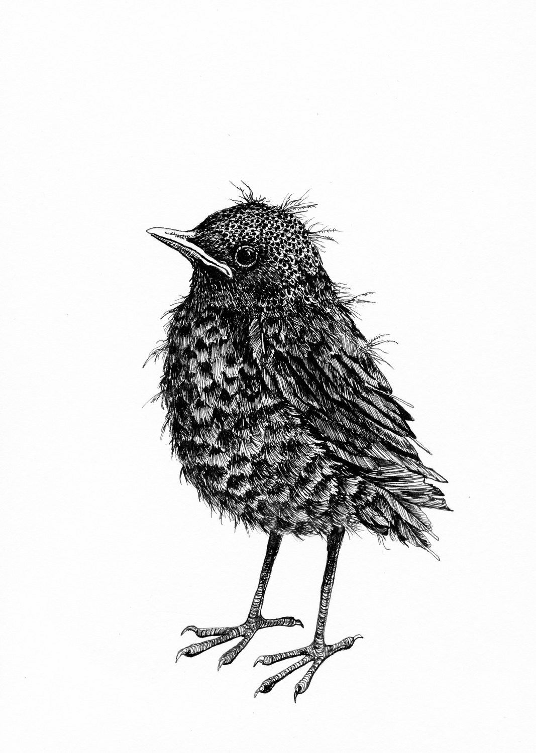 Pieni lintu, mustekynäpiirustus, Nadja Mikkilä, 2019