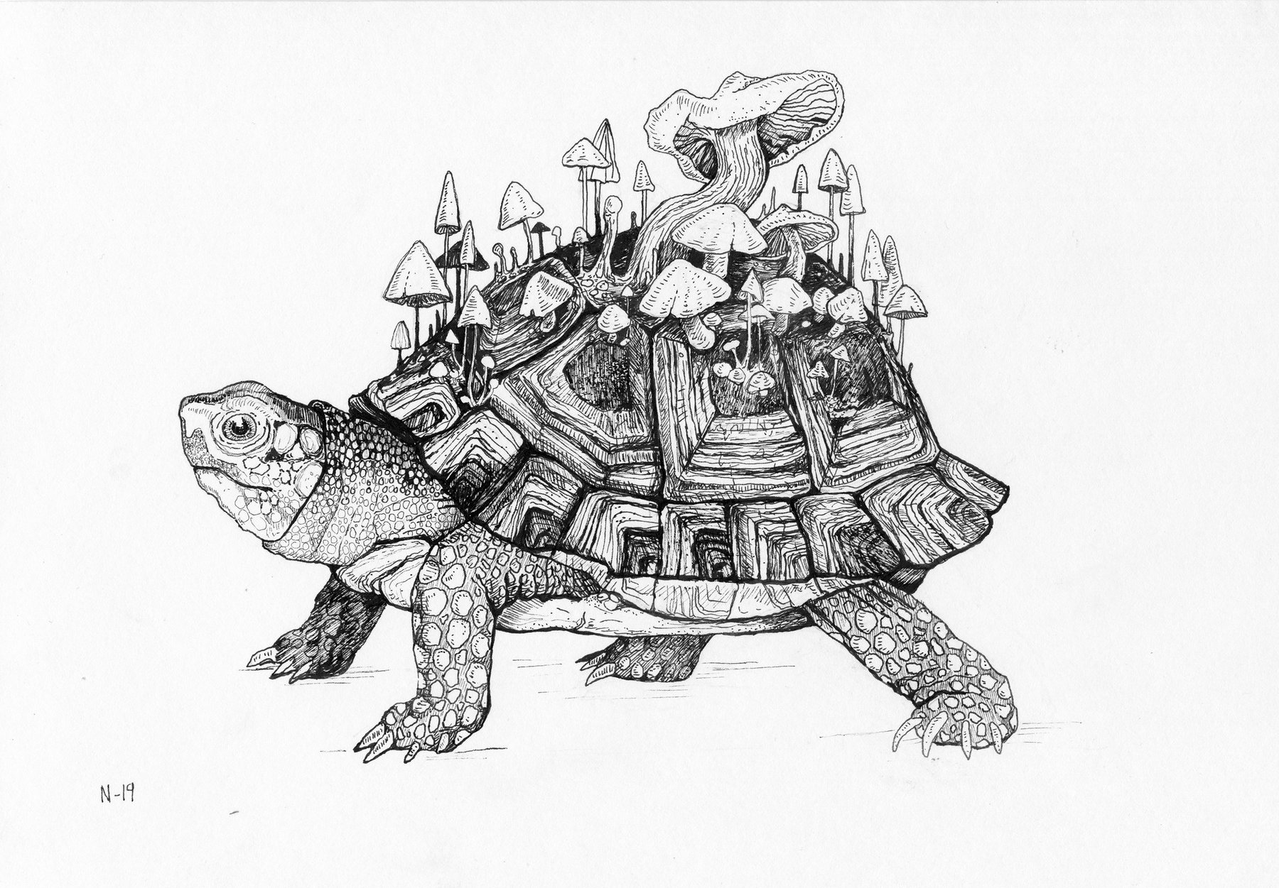 Turtle, mustekynäpiirustus, Nadja Mikkilä, 2019